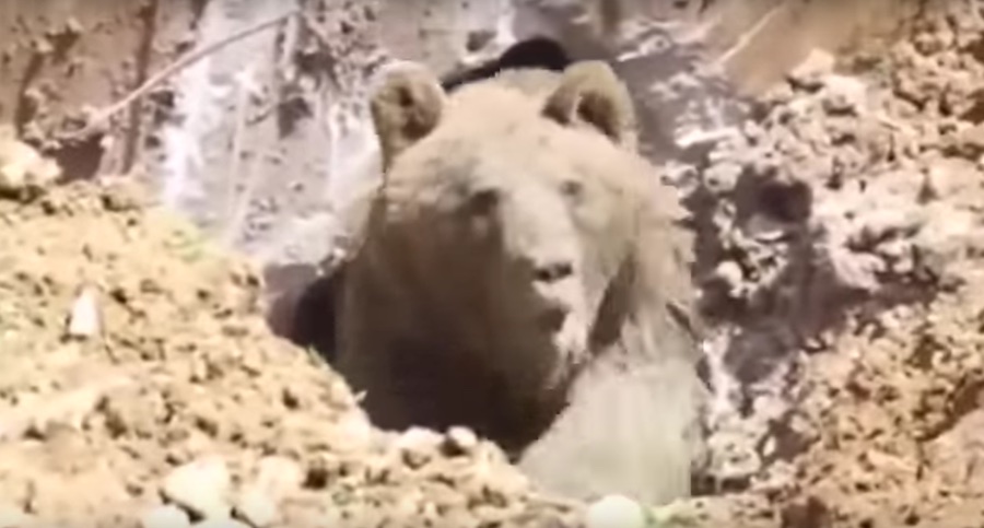 Oso grizzly en Turquía