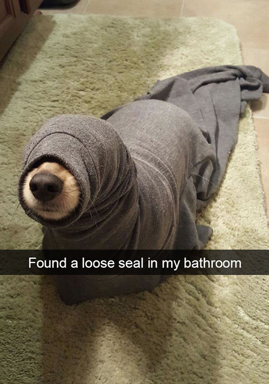 Snap - Perrito foca