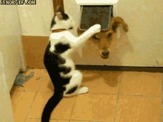 Perro y gato - GIF