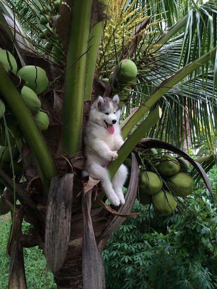 Perrito en árbol de cocos
