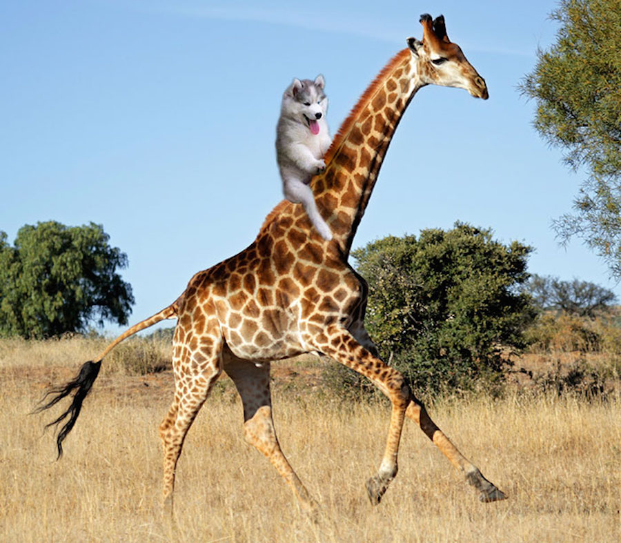 Perrito montado en una jirafa