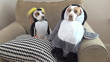 perros-pinguinos