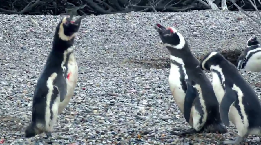 Devuélveme a mi chica: pingüinos pelean a muerte por el amor de una hembra