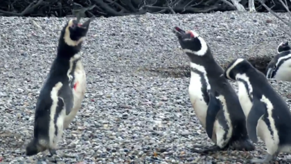 Devuélveme a mi chica: pingüinos pelean a muerte por el amor de una hembra