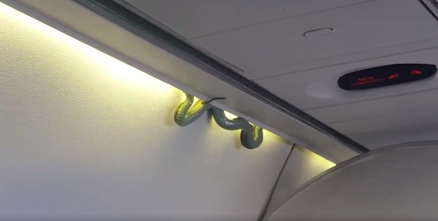Serpientes en aviones