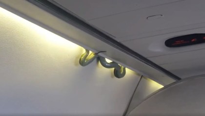 Serpientes en aviones