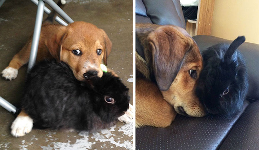 Amistad - perro y conejo
