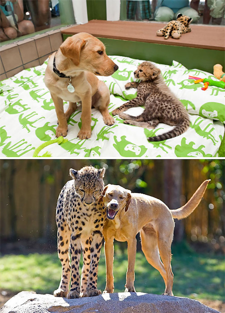 Amistad - perro y guepardo