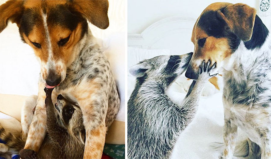 Amistad - perro y mapache