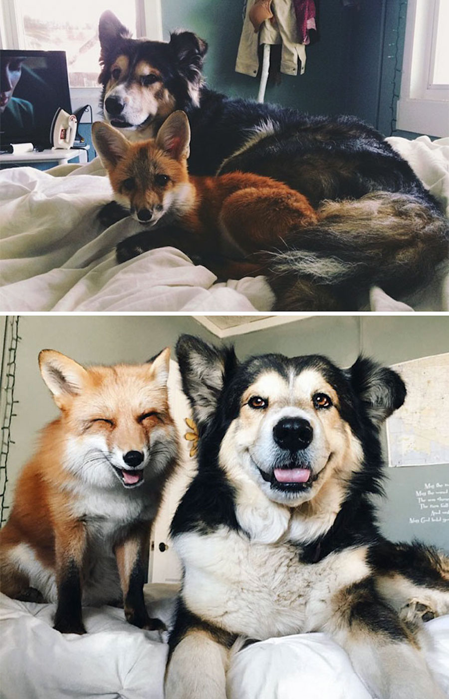 Amistad entre un perro y un zorro