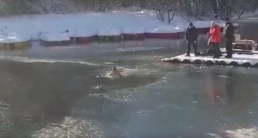 Hombre salva a un perrito en un lago congelado