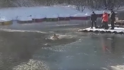 Hombre salva a un perrito en un lago congelado