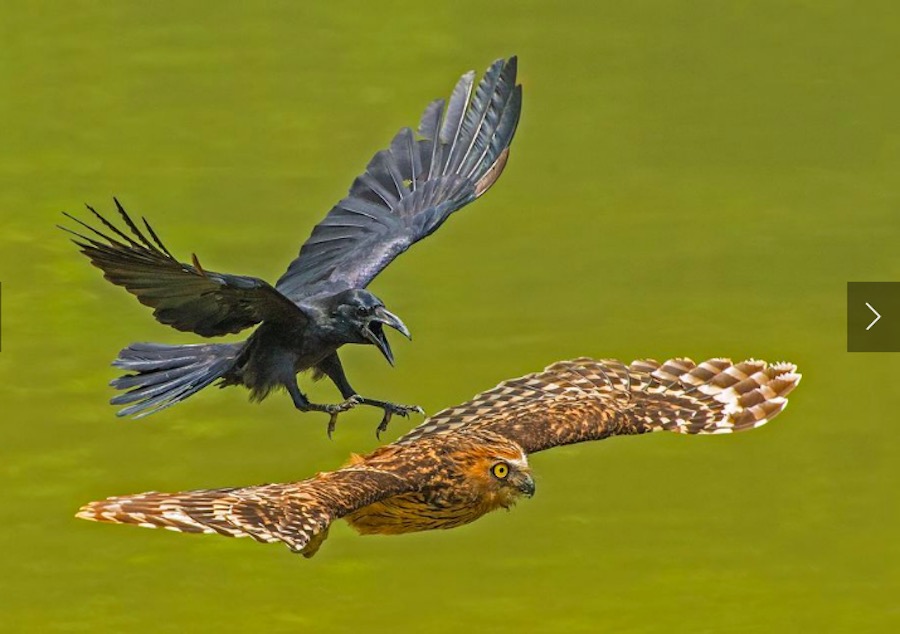 National Geographic - Cuervo depredador