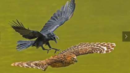 National Geographic - Cuervo depredador