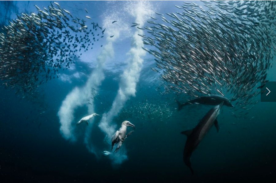 National Geographic - Migración de sardinas