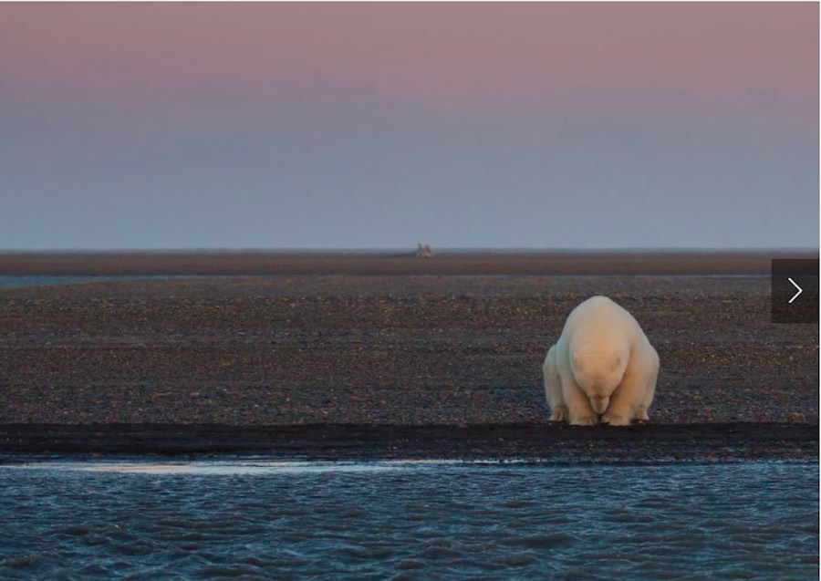 National Geographic - Oso polar