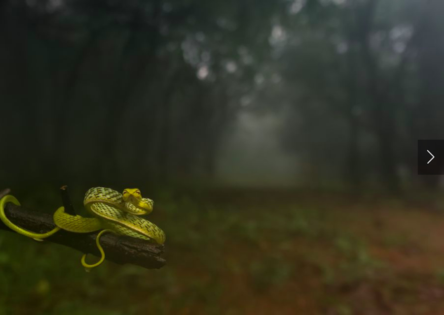National Geographic - Serpiente verde