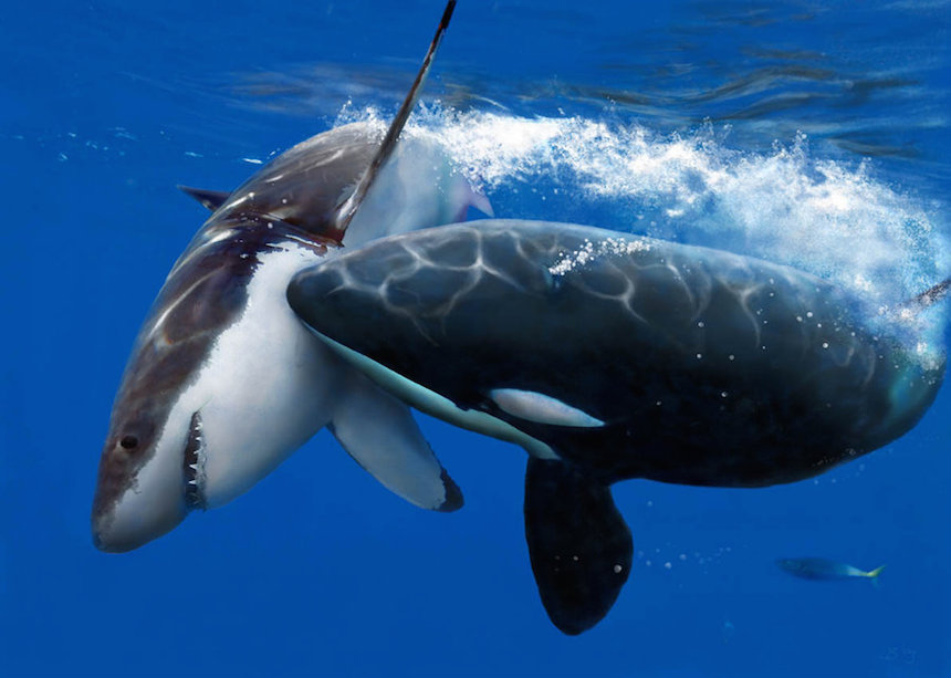 Orca vs Tiburón