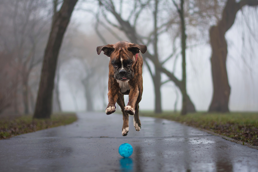 Un perrito jugando con su pelota