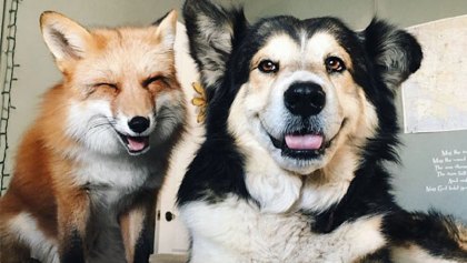 Perro y zorro - Mejores amigos