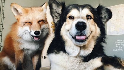 Perro y zorro - Mejores amigos