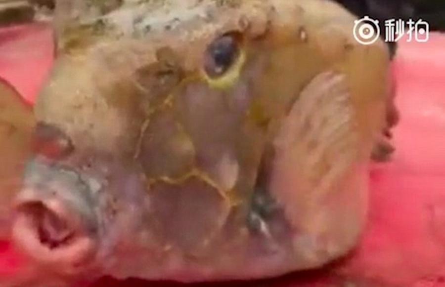 El pez que se parece a Donald Trump