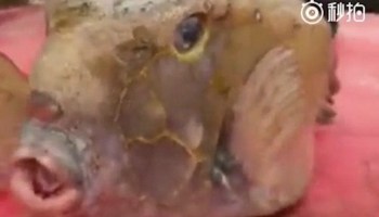 El pez que se parece a Donald Trump