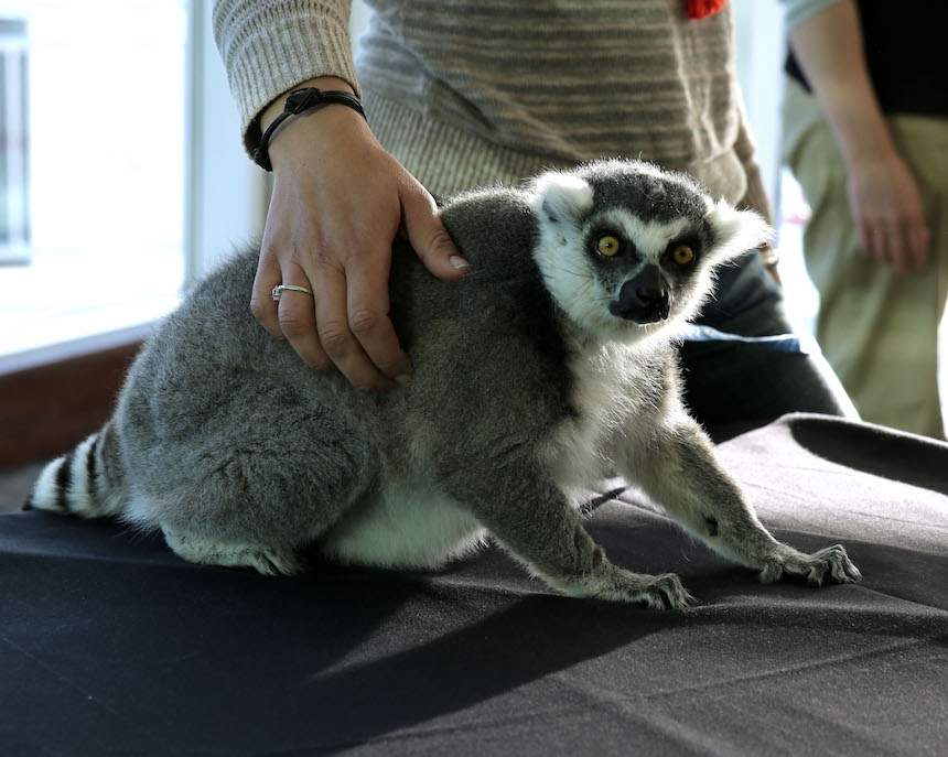 Lemur Primates Peligro de extincion