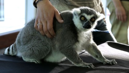 Lemur Primates Peligro de extincion