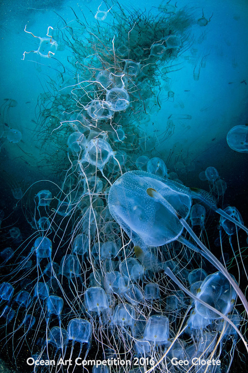 Banco de medusas