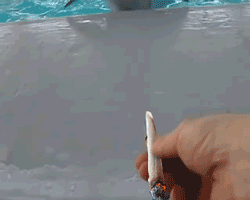 delfin-marihuano
