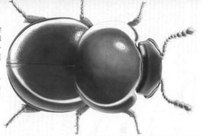 Escarabajo nombrado en honor a Dick Cheney