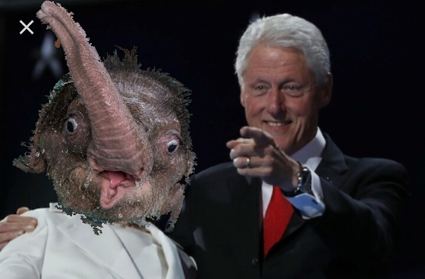 Elefante bebé - Hillary Clinton