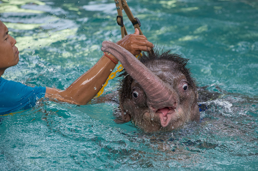elefante-bebe-nadando