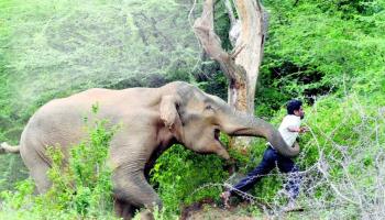 Ataque de Elefante