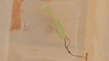 Nematomorfo Parásito