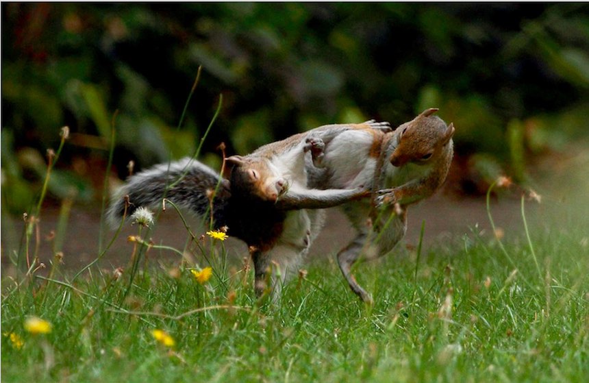 Ardillas teniendo 'la batalla del siglo'. Foto: Sopitas Ardillas teniendo 'la batalla del siglo'. Foto: Sopitas