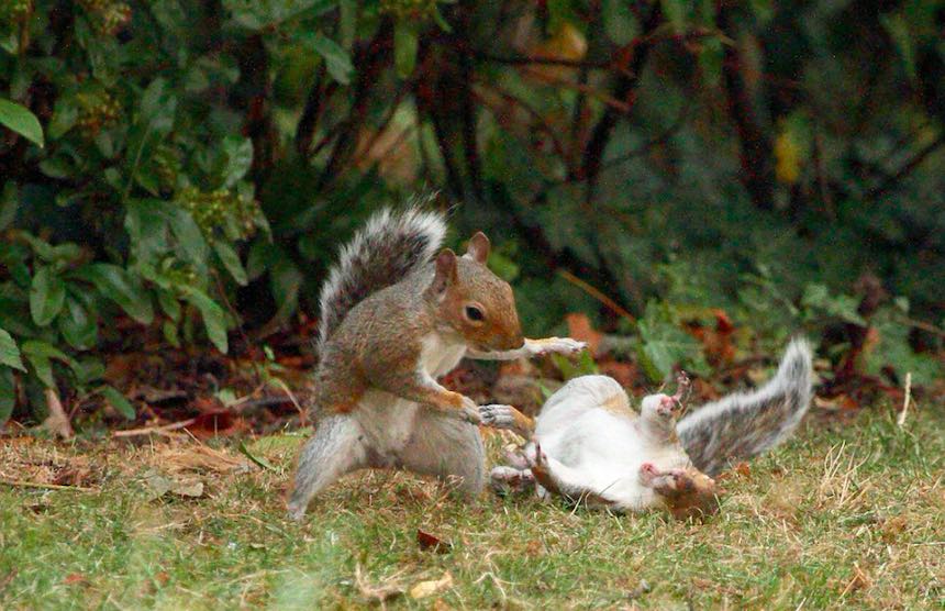 Pelea de ardillas - LOL