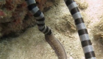 Serpiente comiendo anguila