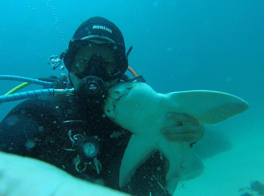 La amistad entre un buzo y un tiburón