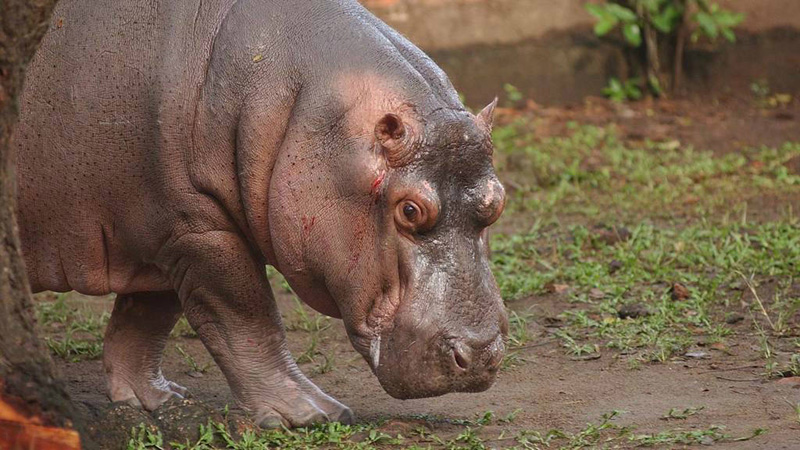 Hipopotamo Gustavito