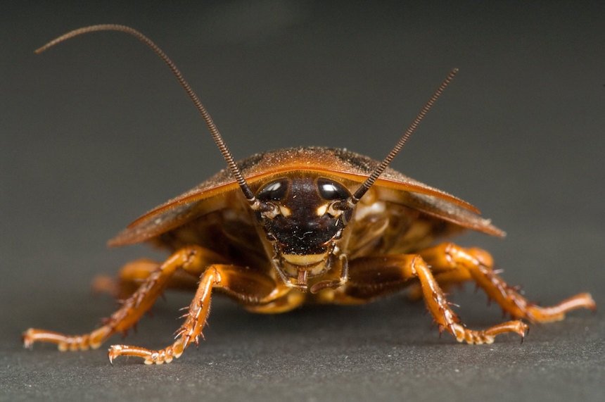 Enorme cucaracha