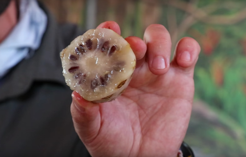 La asquerosa fruta noni