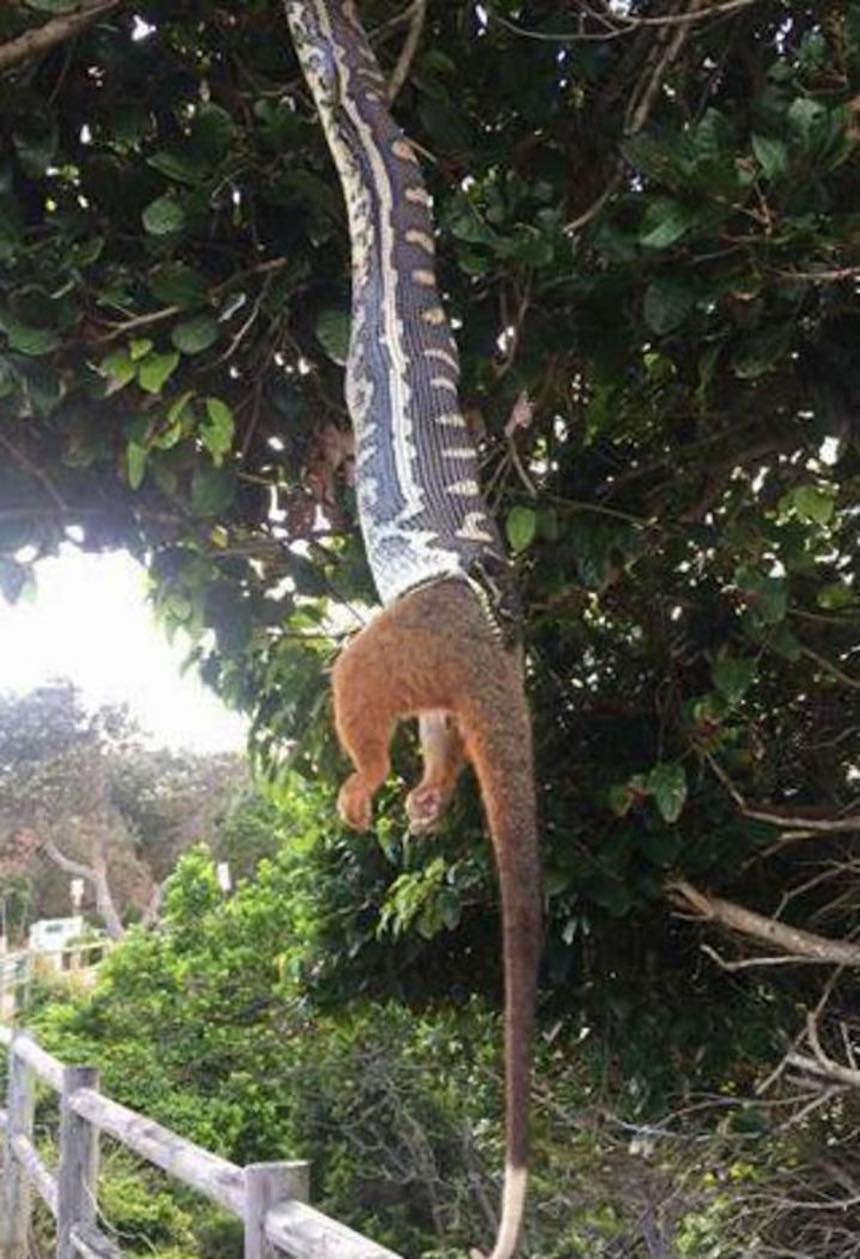 Serpiente tragando 