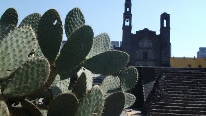 Foto de Tlatelolco con nopal en primer plano.