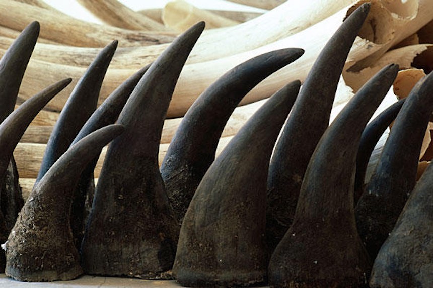 Cuernos de Rinoceronte
