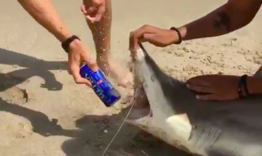 Abren cerveza con el cadáver de un tiburón