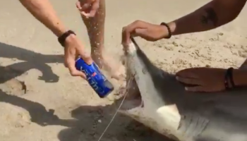 Abren cerveza con el cadáver de un tiburón