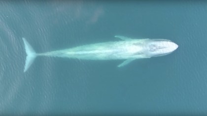 Ballena azul grabada por un drone