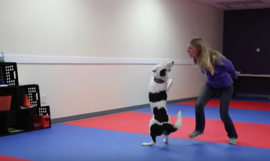 Un baile entre un perro y su adiestradora
